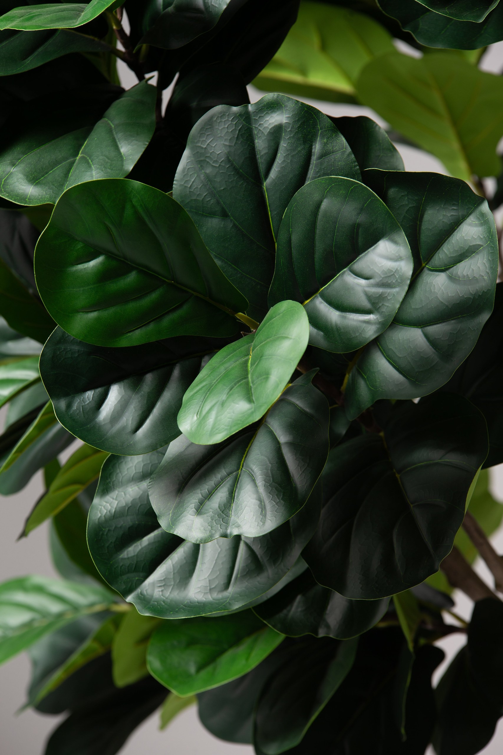Fiddle Leaf Fig Artificial Tree (240CM) - Image 2