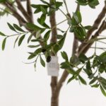 Artificial Olive Tree (220CM)
