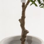 Artificial Olive Tree (220CM)