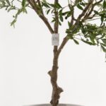 Artificial Olive Tree (220CM)