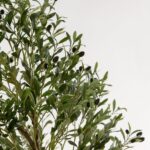 Artificial Olive Tree (220CM)