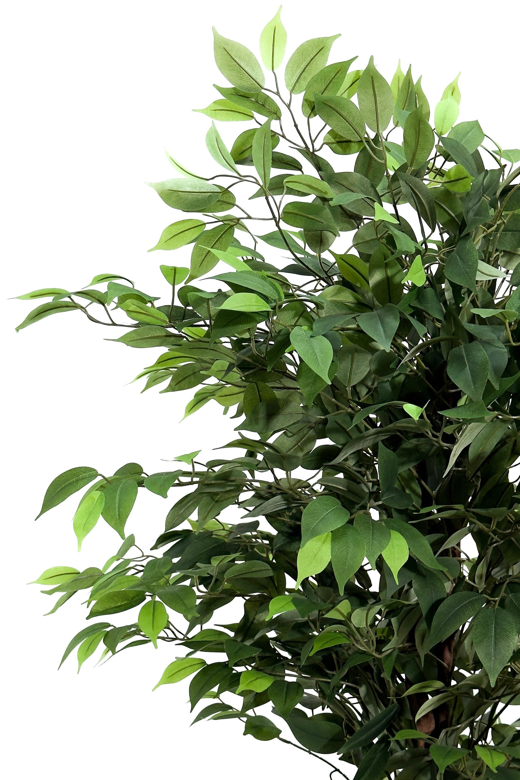 Artificial Ficus Tree with Twisted Trunk (180CM) - Image 2