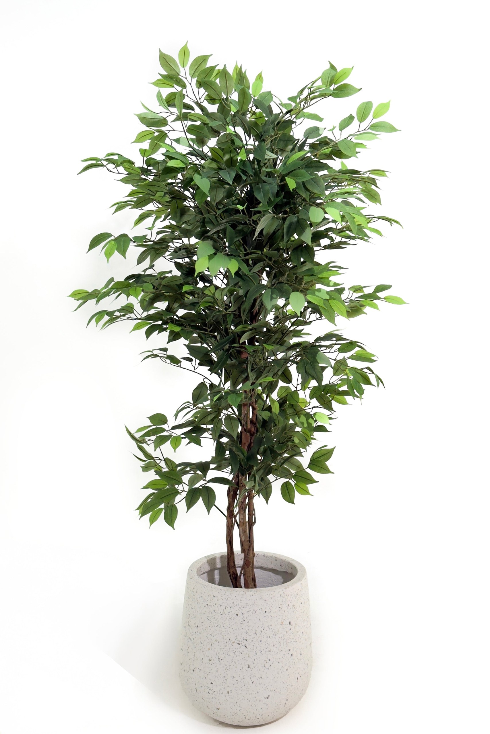 Artificial Ficus Tree with Twisted Trunk (180CM) - Image 3