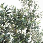 Artificial Olive Tree (210CM)