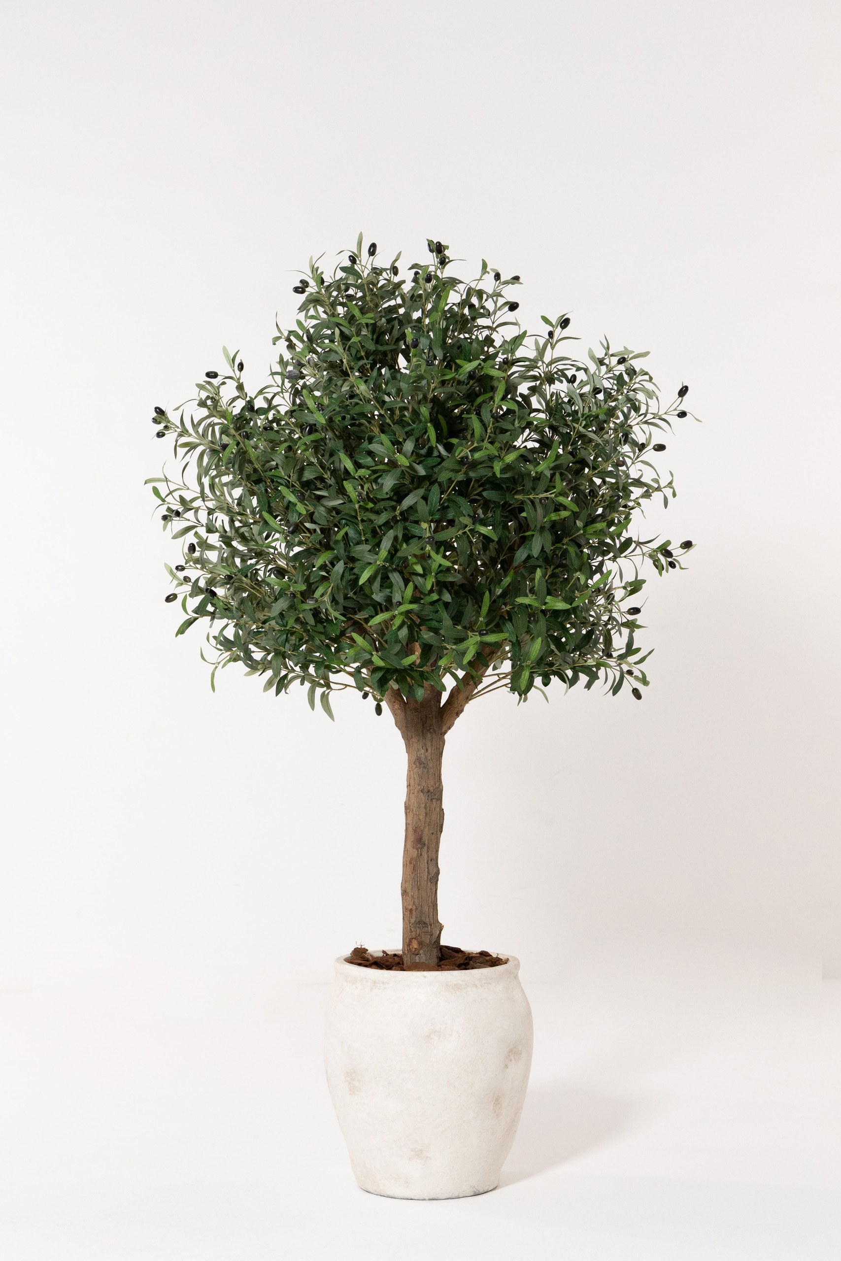 Olive Tree With Natural Wood Trunk