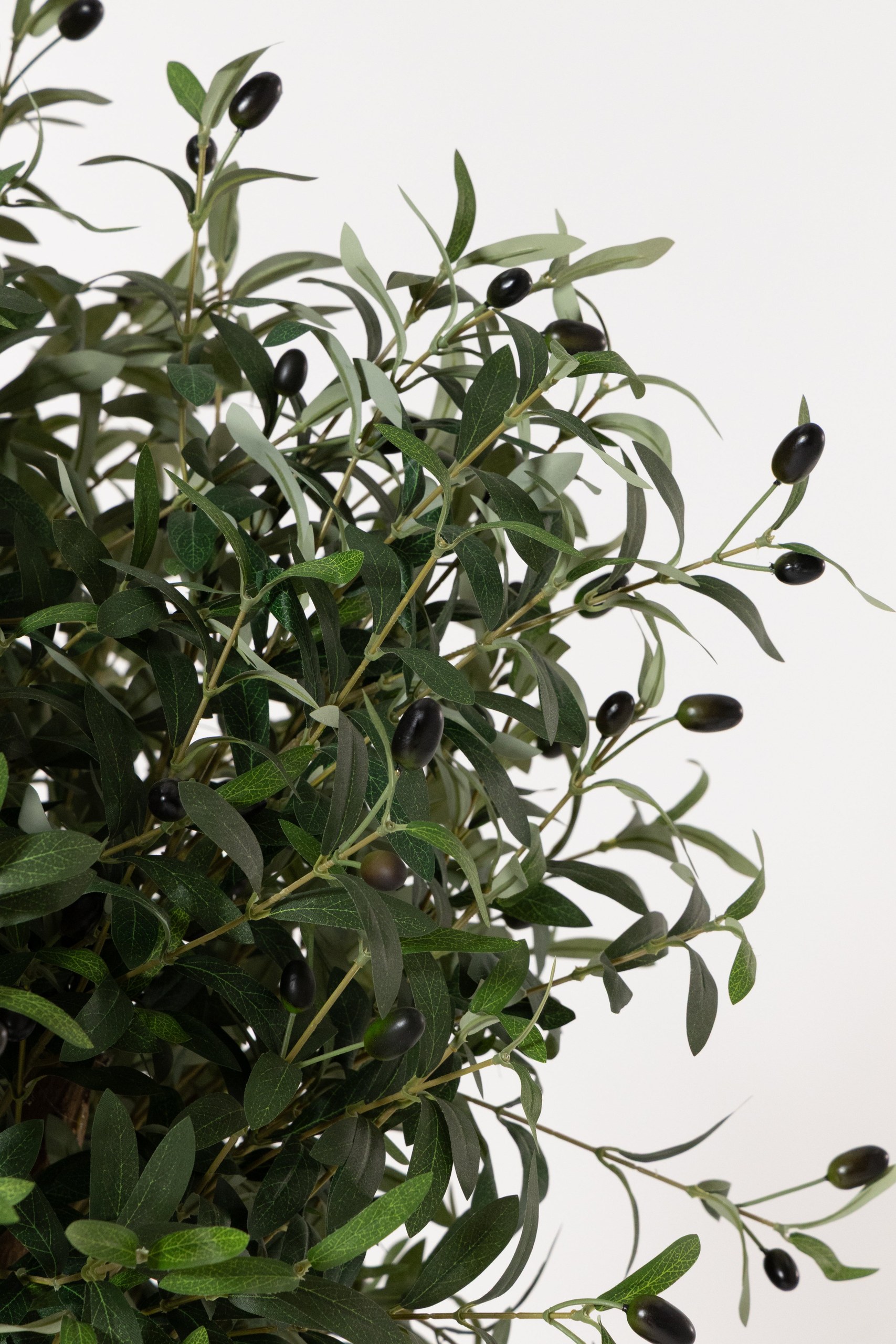Olive Tree With Natural Wood Trunk - Image 2