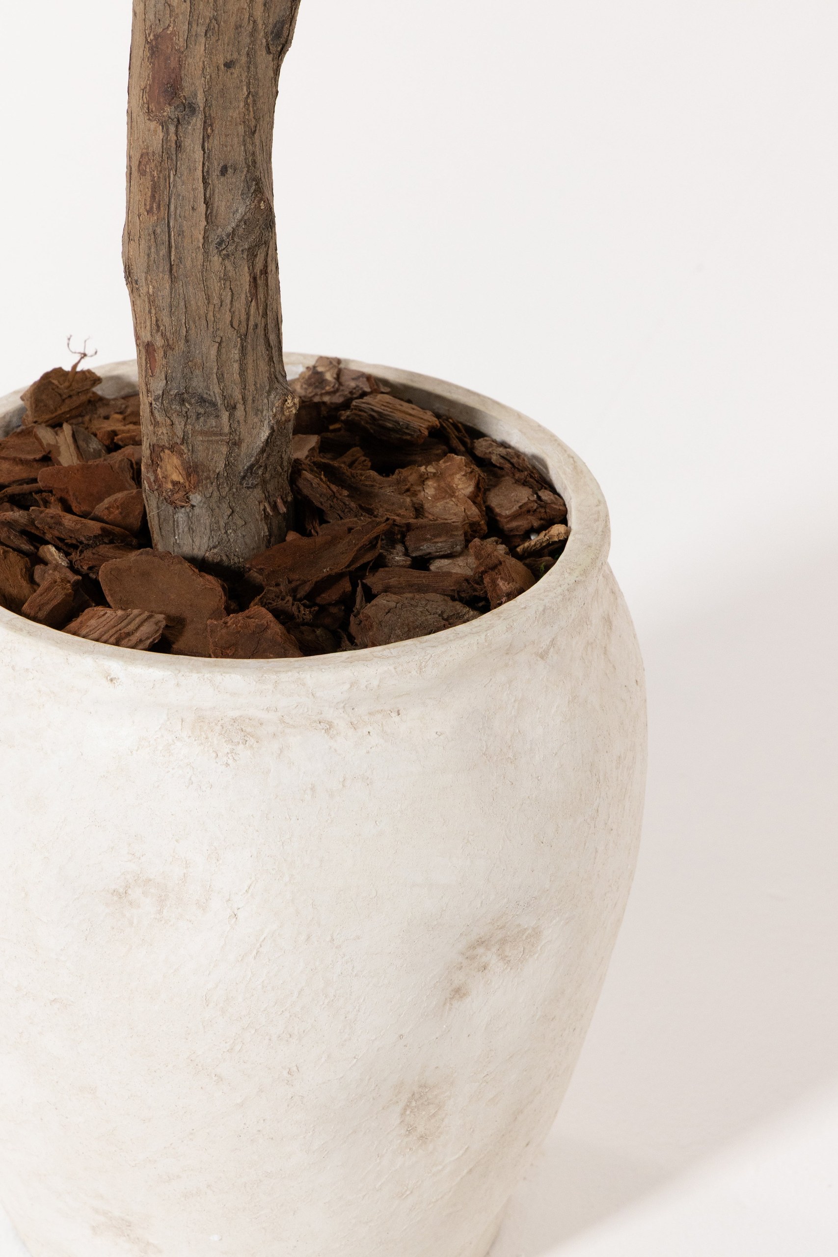 Olive Tree With Natural Wood Trunk - Image 3