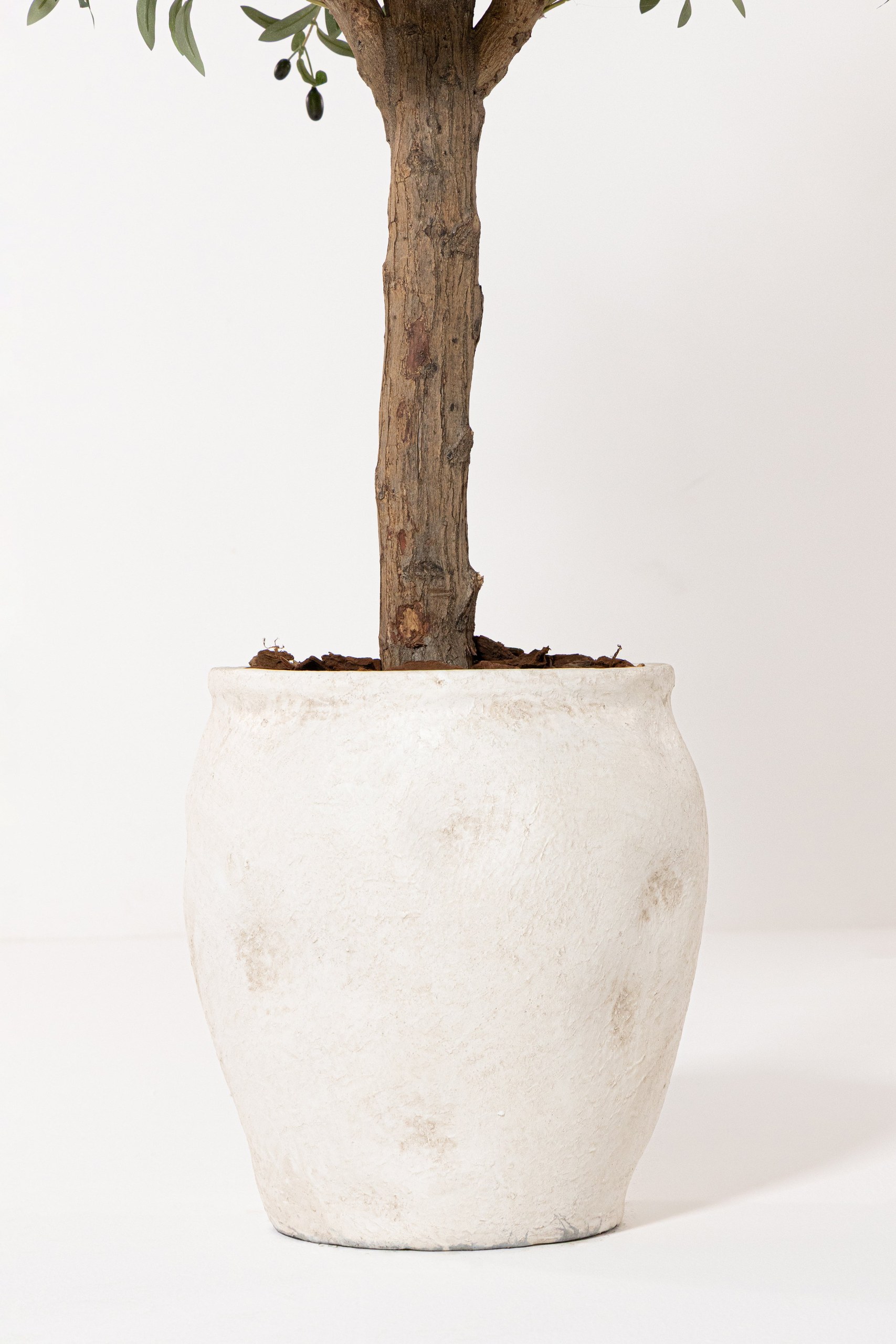 Olive Tree With Natural Wood Trunk - Image 5