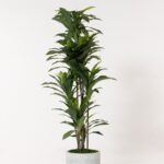 Ardenne Grey Ceramic Pot
