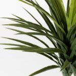 Yucca Artificial Plant (200CM)