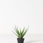 Artificial Aloe Vera Plant