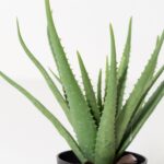 Artificial Aloe Vera Plant
