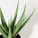 Artificial Aloe Vera Plant