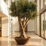 Artificial Olive Tree with Natural Trunk (280CM)