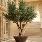Artificial Olive Tree with Twisted Trunk (280CM)