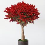 Artificial Red Blossom Tree with Natural Multi Trunk (250CM)