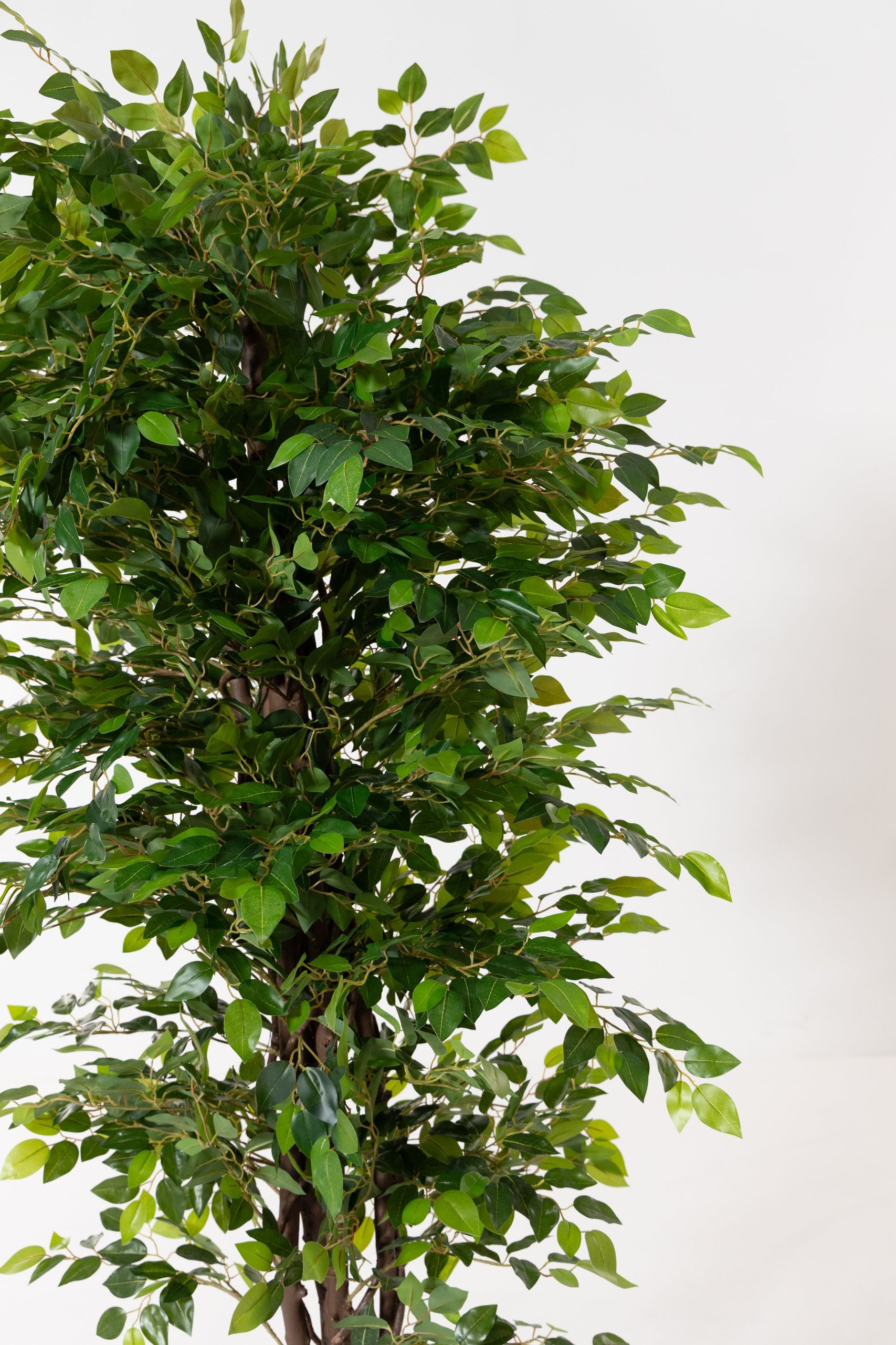 Artificial Ficus Benjamina Tree (180CM) - Image 2