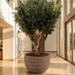 Artificial Olive Tree with Natural Trunk & Brown Ribbed Pot