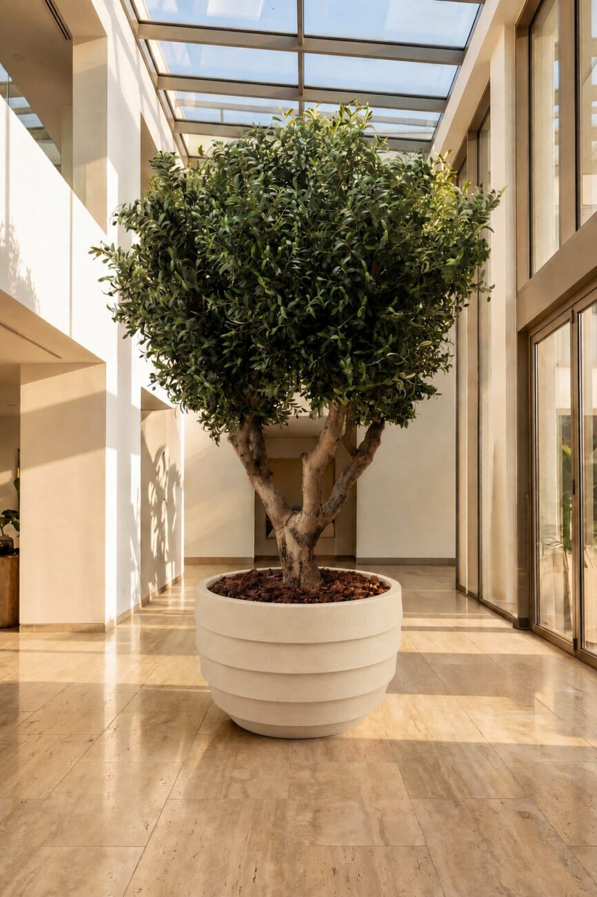 Artificial Olive Tree with Natural Trunk & Cream Ribbed Pot