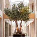Artificial Olive Tree with Natural Trunk & Black Bowl Pot (300CM)