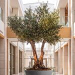 Artificial Olive Tree with Natural Trunk & Light Grey Bowl Pot (300CM)