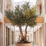 Artificial Olive Tree with Natural Trunk & Peach Bowl Pot (300CM)