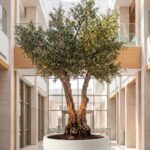 Artificial Olive Tree with Natural Trunk & White Ribbed Pot (300CM)