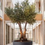 Artificial Olive Tree with Natural Trunk & Dark Grey Ribbed Pot (300CM)