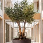 Artificial Olive Tree with Natural Trunk & Dark Brown Ribbed Pot (300CM)