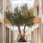 Artificial Olive Tree with Natural Trunk & White Pot (300CM)