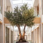 Artificial Olive Tree with Natural Trunk & Dark Brown Pot (300CM)