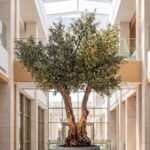 Artificial Olive Tree with Natural Trunk & Light Grey Pot (300CM)