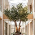 Artificial Olive Tree with Natural Trunk & Bronze Pot (300CM)
