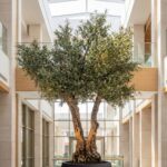Artificial Olive Tree with Natural Trunk & Black Pot (300CM)