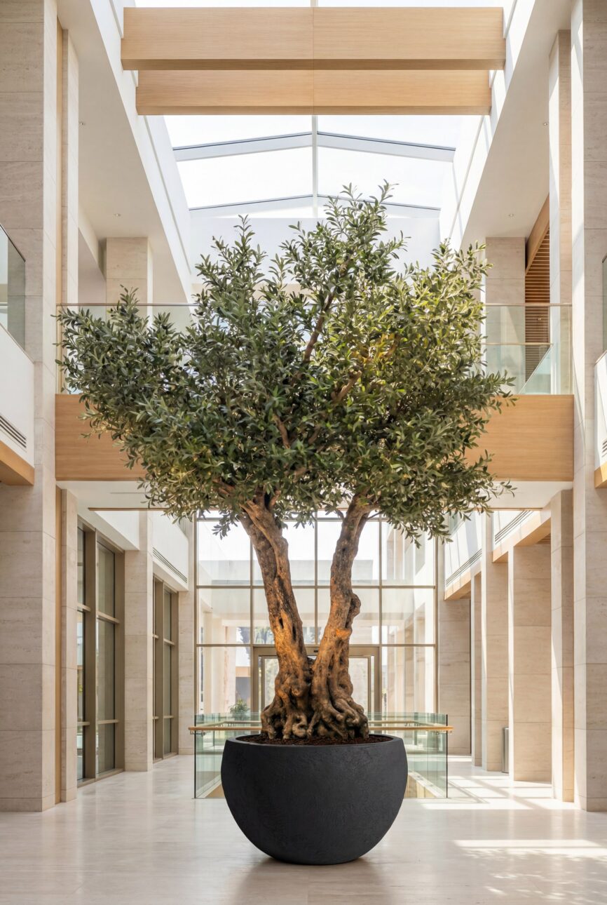 Artificial Olive Tree with Natural Trunk & Black Pot (300CM)