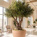 Artificial Olive Tree with Natural Trunk & Peach Ribbed Pot (280CM)