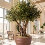 Artificial Olive Tree with Natural Trunk & Bronze Ribbed Pot (280CM)
